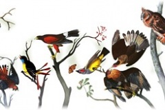 audubon11-hp