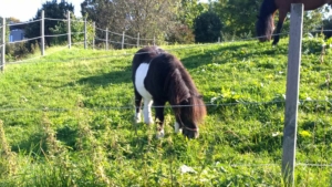 pony frsst gras