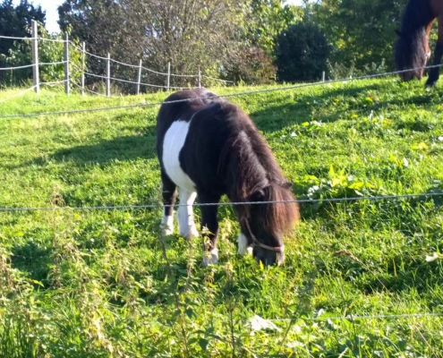 pony frsst gras