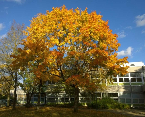 bildungszentrum west herbstbaum gelb orange