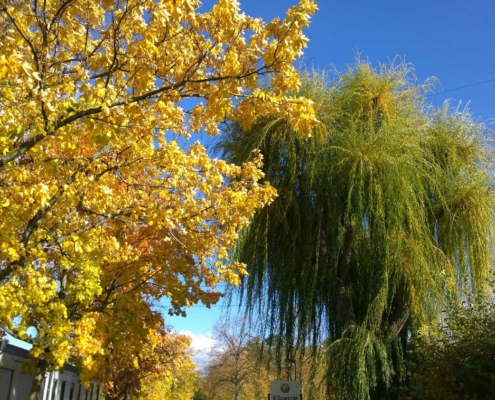 baum beim naturfreundehaus